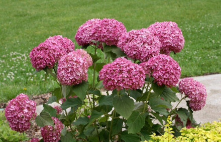 Гортензия древовидная Мэджикал Пинкербелл (Hydrangea arborescens Magical Pinkerbell)