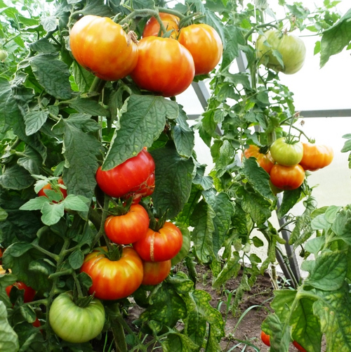 Помидоры Mortgage Lifter Yellow