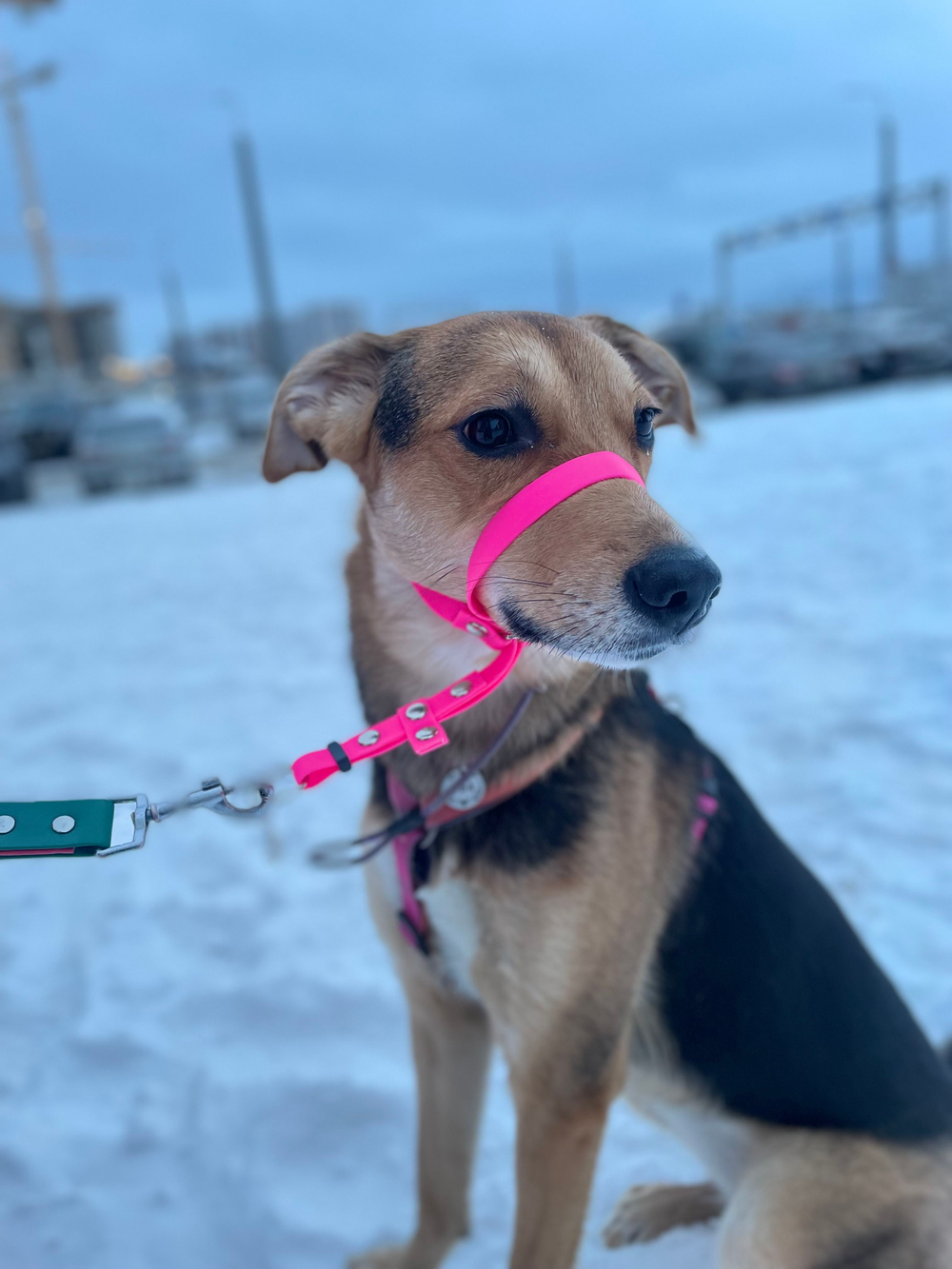 Недоуздок БИОТАН Халти для собак, морда макс 35 см., шея 35-65 см, черный