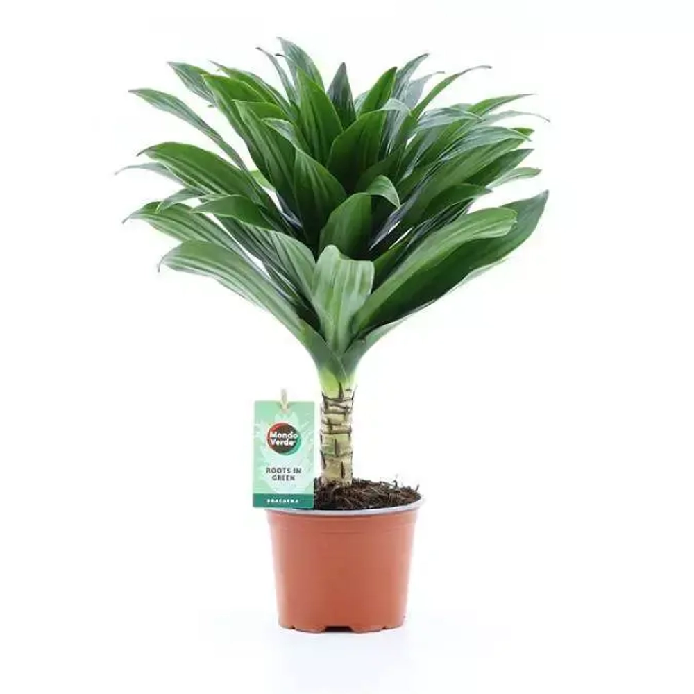 Драцена "Джанет Крейг"