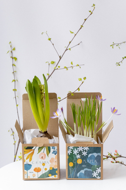 Первоцвет в праздничной коробочке