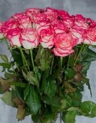 Джумилия 60 см