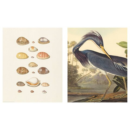 IKEA BILD  (ИКЕА БИЛД)  -  Плакат, древние раковины, 40x50 см