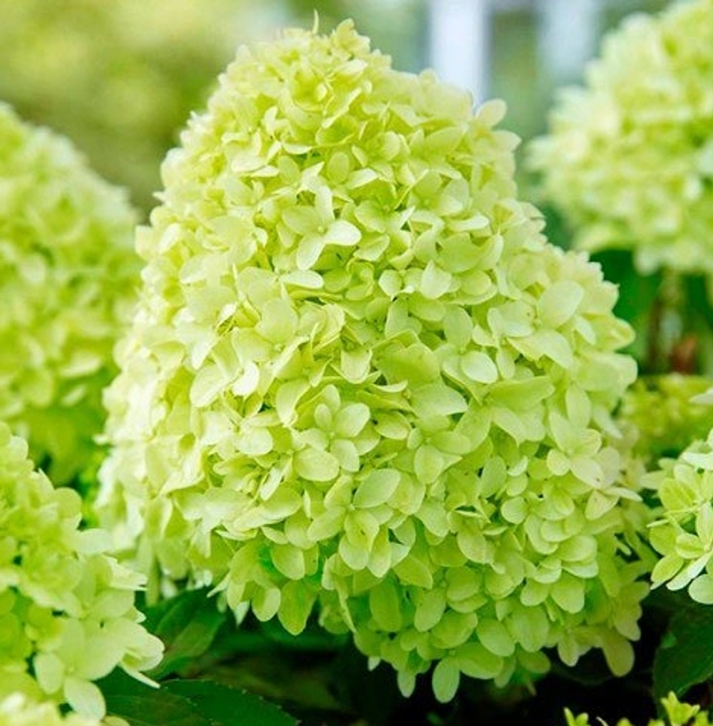 Гортензия метельчатая Пандора (Hydrangea paniculata Pandora)