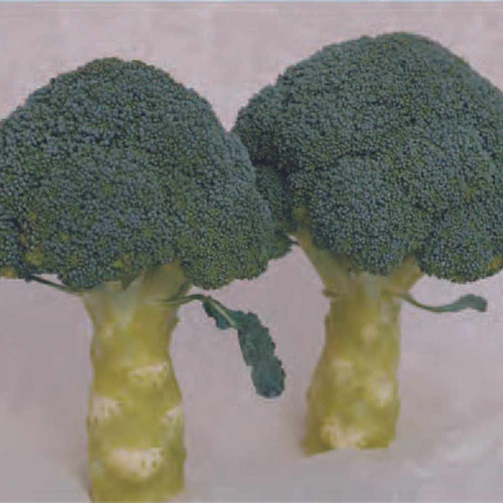 Хронос F1 семена капусты брокколи (Sakata / Саката)