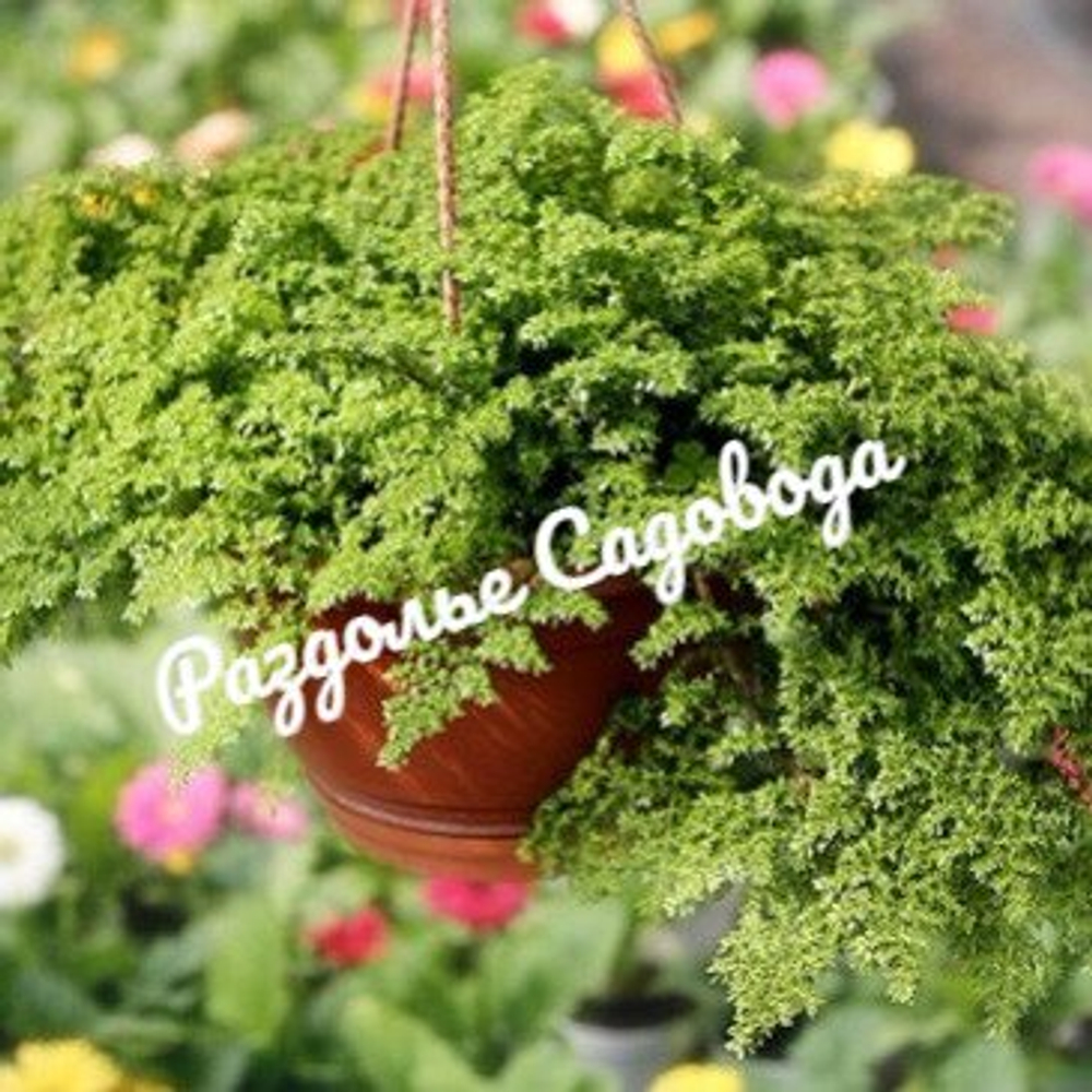 Пилея моховидная