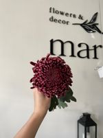 Хризантема одноголовая бордовая от 11 шт