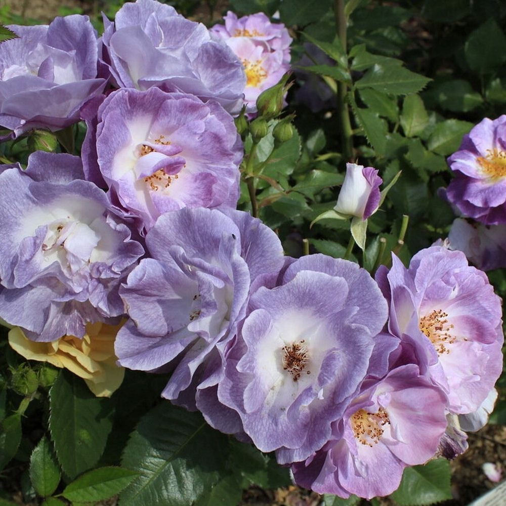 Блю Фо Ю (Blue For You)