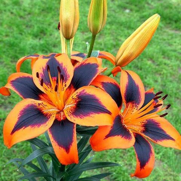 Лилия Изи Самба