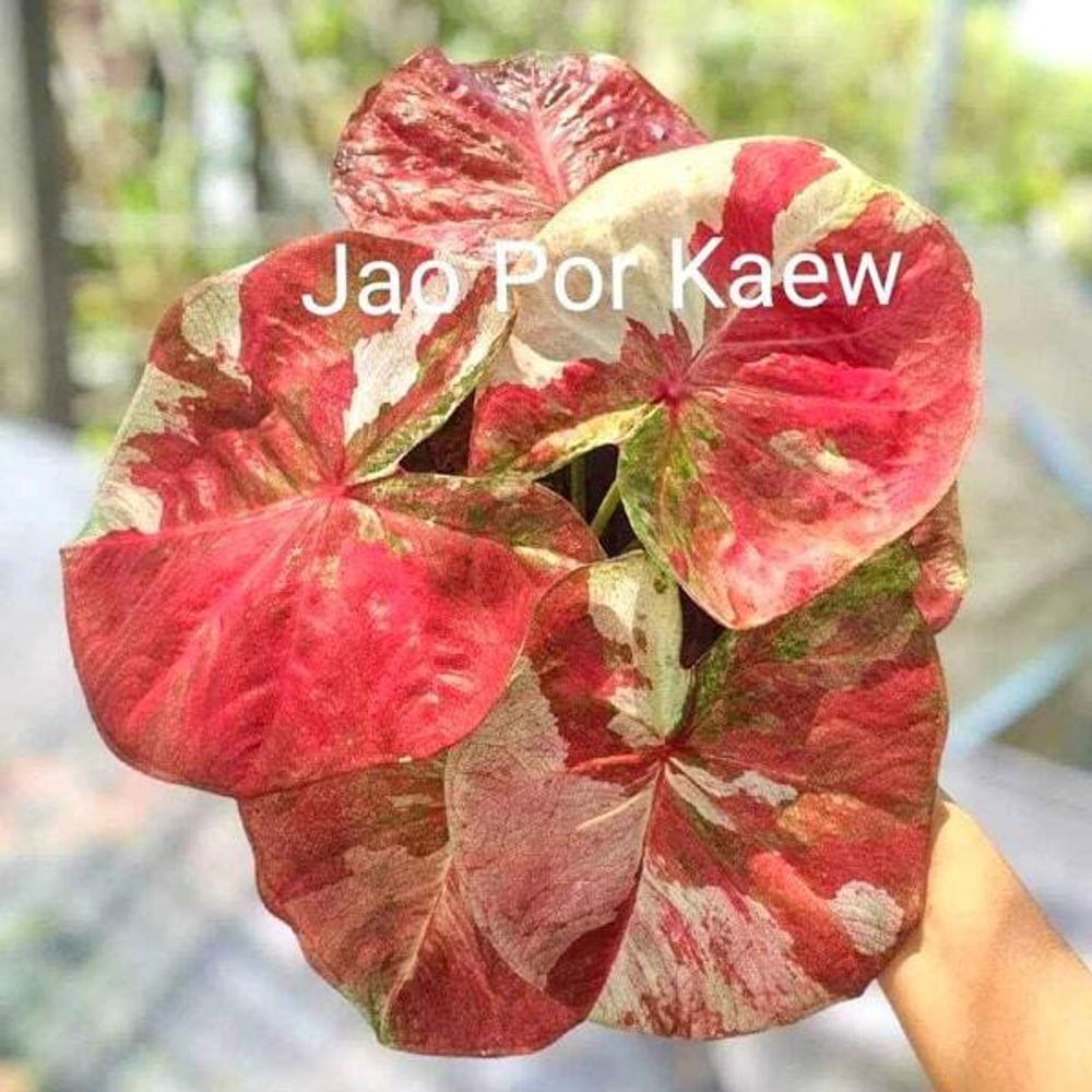 Каладиум JAO POR GAEW