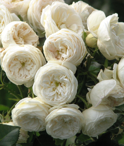 Роза Артемис штамб 90 см Закупка М21 весна 2026