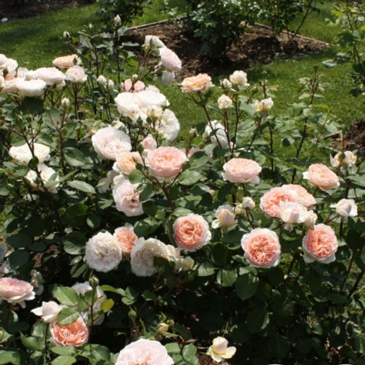 Роза Мерченсхаубер штамб 80 см Закупка М21 весна 2026