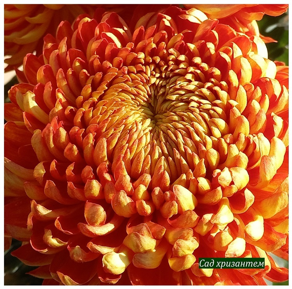 Heather James крупноцветковая хризантема  ☘  ан 50     (временно нет в наличии)