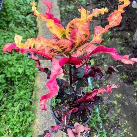 Кротон HOLLYPHANT – KHOTCHA PAKSIN