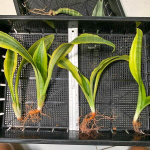 Сансевиерия GUINEENSIS