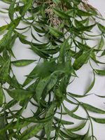 Ива вавилонская