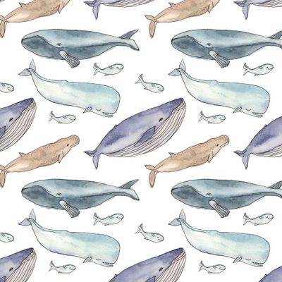 Киты на белом фоне