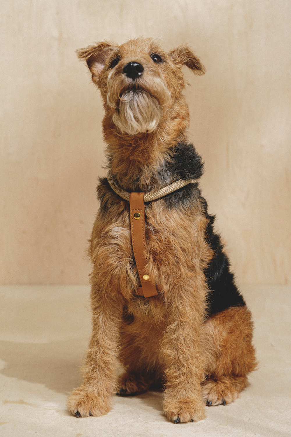 Шлейка "Пони-Макарони" Рыжая (бежевый канат)