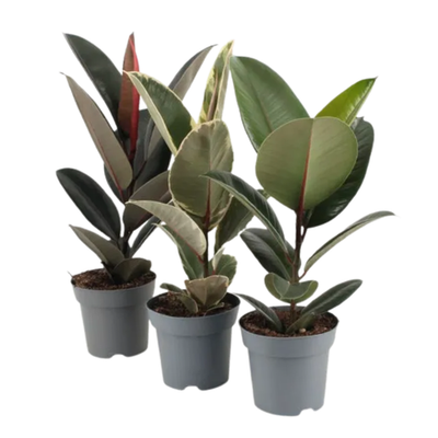 Фикус Эластика (MIX)