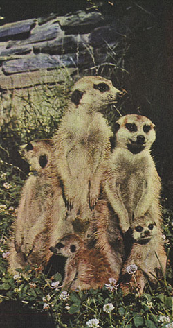 Среди животных Африки