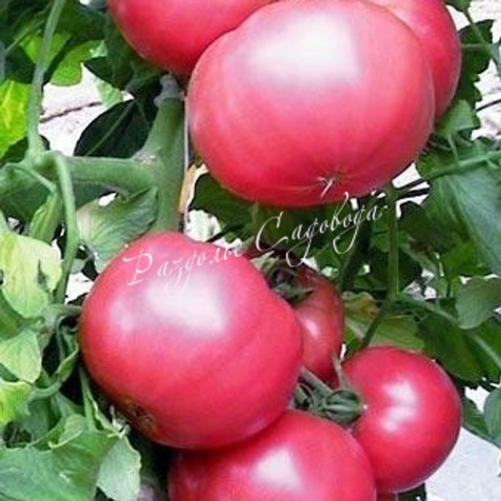 Томат детерминантный Клуша (цена за 6шт)