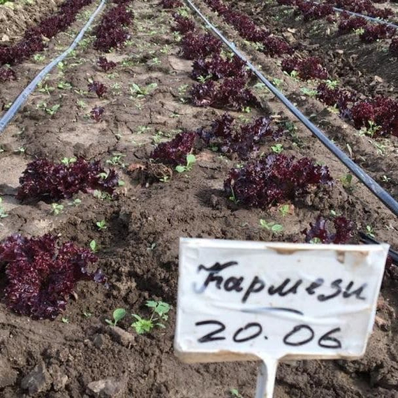 Кармези семена салата лолло росса (Rijk Zwaan / Райк Цваан) в поле – фото 10