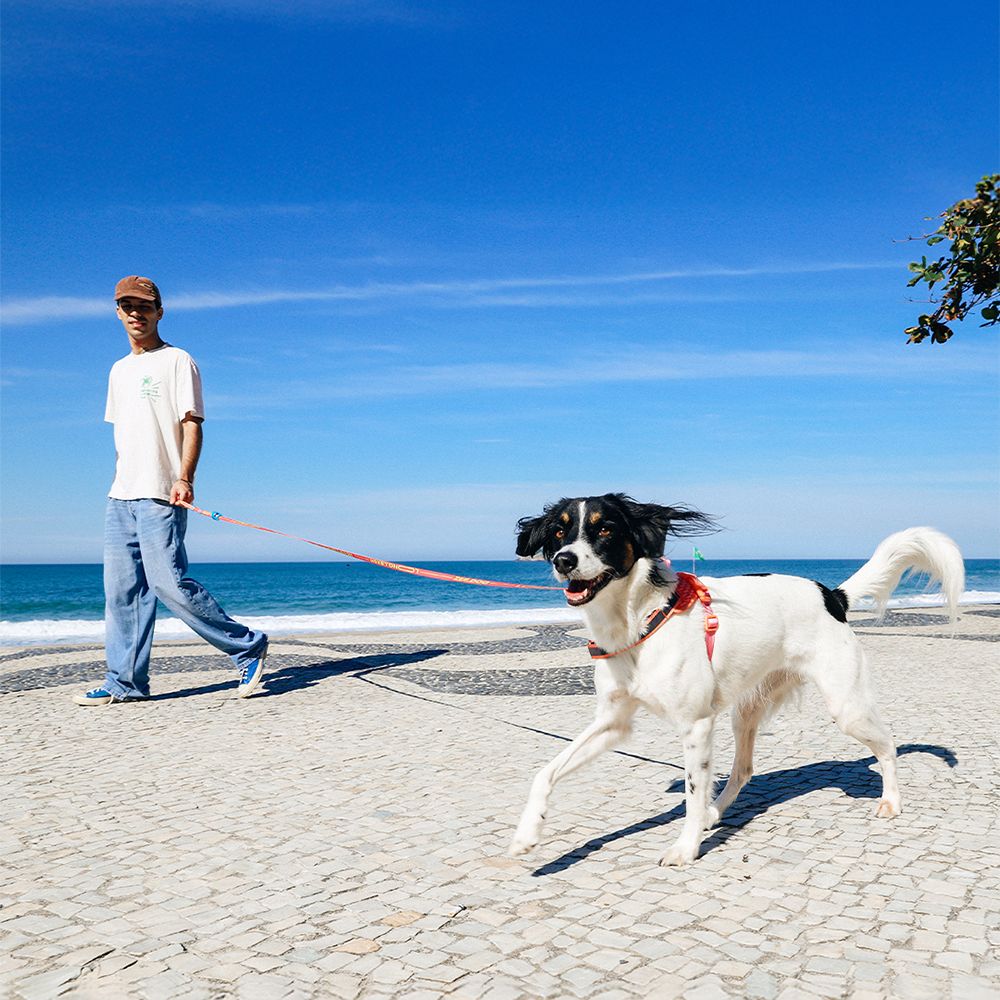 Регулируемый поводок DRAGO 175-300 см Zee.Dog