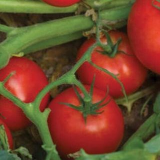 Томат Бэлла Роса F1 1000 (семян)