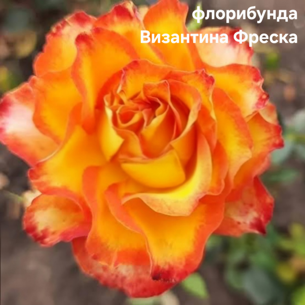 Саженцы роз флорибунда ВИЗАНТИНА ФРЕСКА