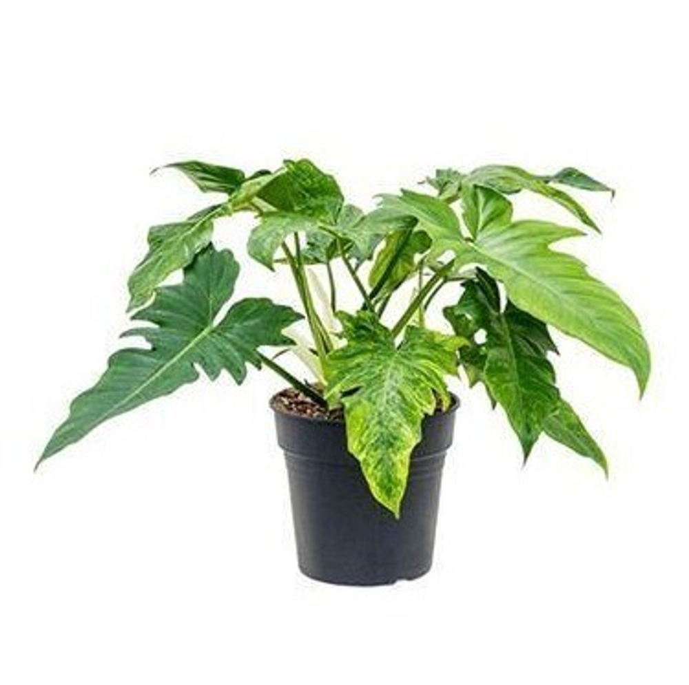 Филодендрон Маска (Green Mask)