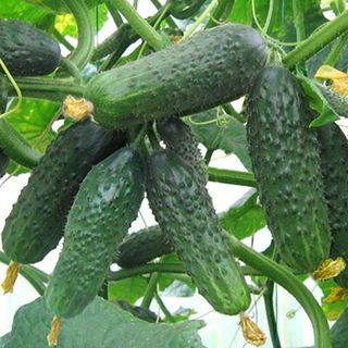 Огурец Сатина F1 10 (семян)