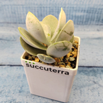 Adromischus Leucophyllus (Адромискус)