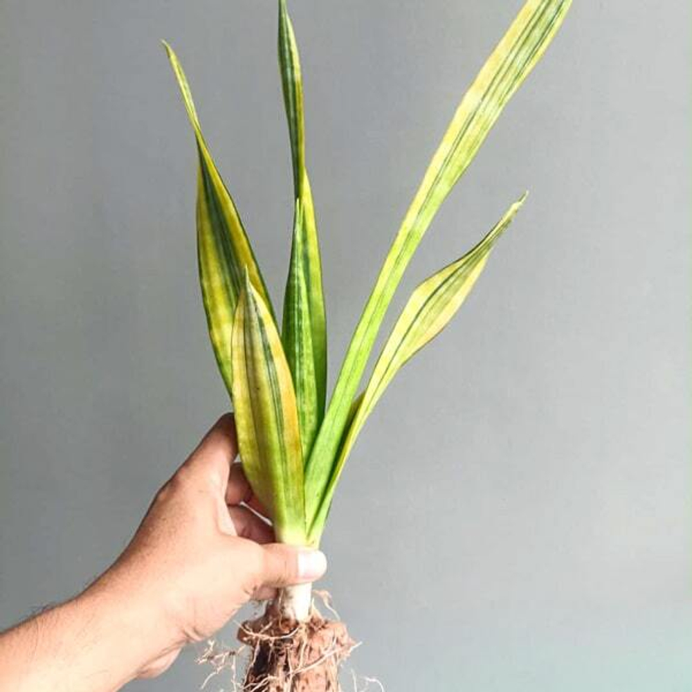 Сансевиерия JAVANICA VAR