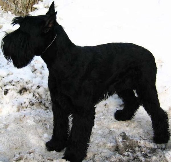 Ризеншнауцер (гигантский шнауцер)