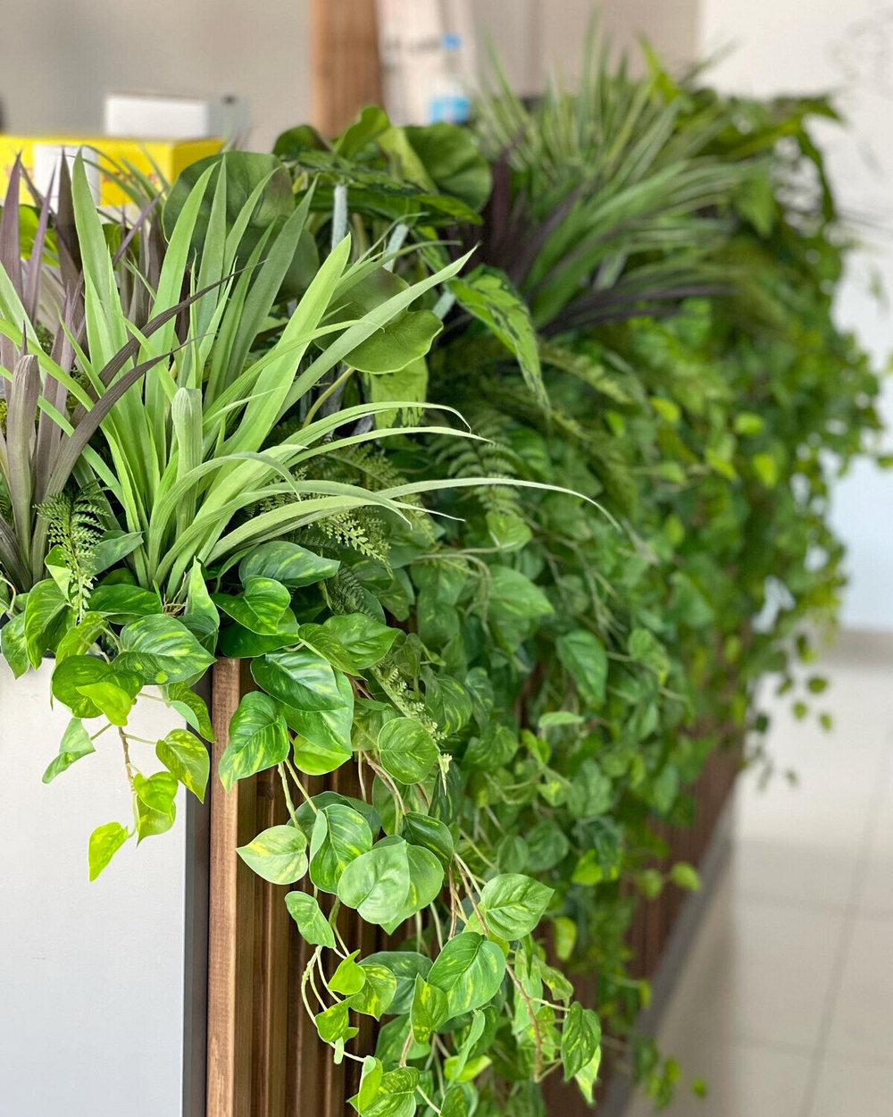 Цимбидиум мелколистный 45 см.