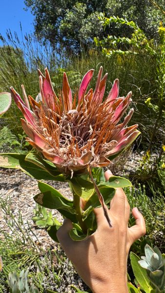 Протейные в ботсаду Кирстенбош