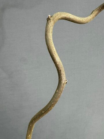 Корилус (h90 см)