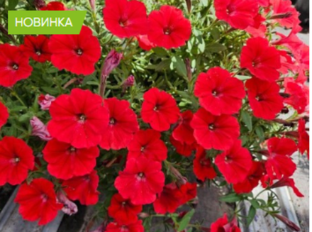 Петуния Vista Strawberry ЕВРО укорененный черенок ФЕВРАЛЬ 26