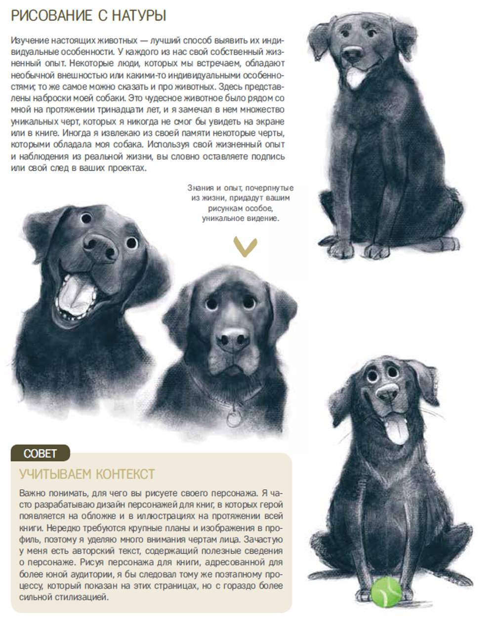 Дизайн персонажей-животных. Концепт-арт для комиксов, видеоигр и анимации