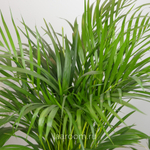 Хризалидокарпус 19/100