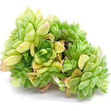 Суккулент Эхеверия гибридная - черенок №12