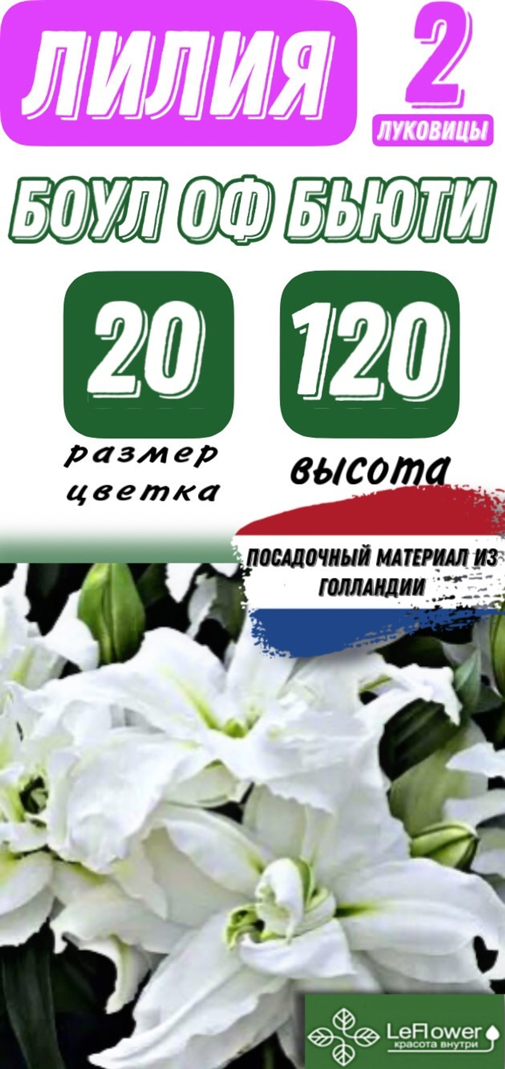 Лилия Луковица, Боул оф Бьюти, восточная, разбор 22/24, 2 шт