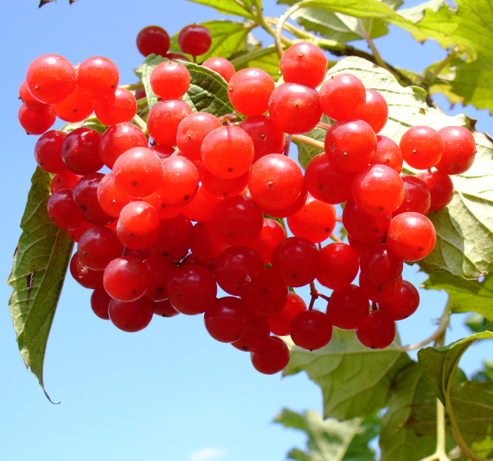 Калина красная Красная Гроздь