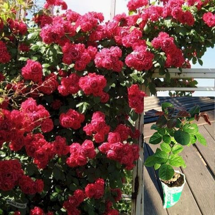 Роза Эрик Таберли плетистая, саженец с ЗКС.