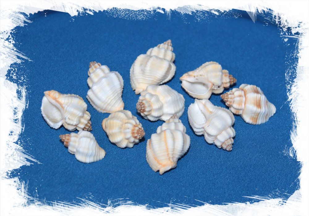 Ракушки канварус