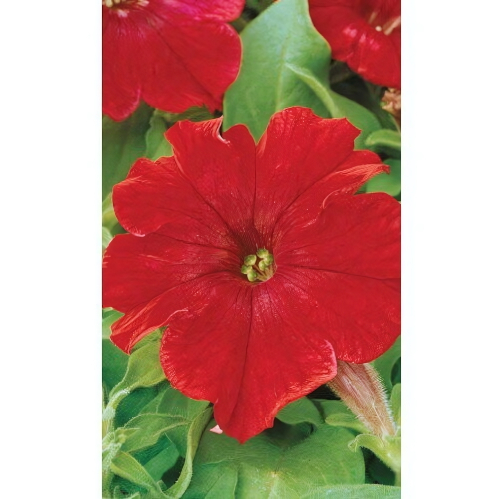 Семена Петуния Революция Красная F1 0,05гр (УД) Е/П