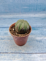 Euphoria Obesa (Эуфорбия)