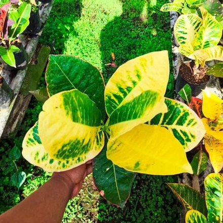 Кротон LOLIPOP