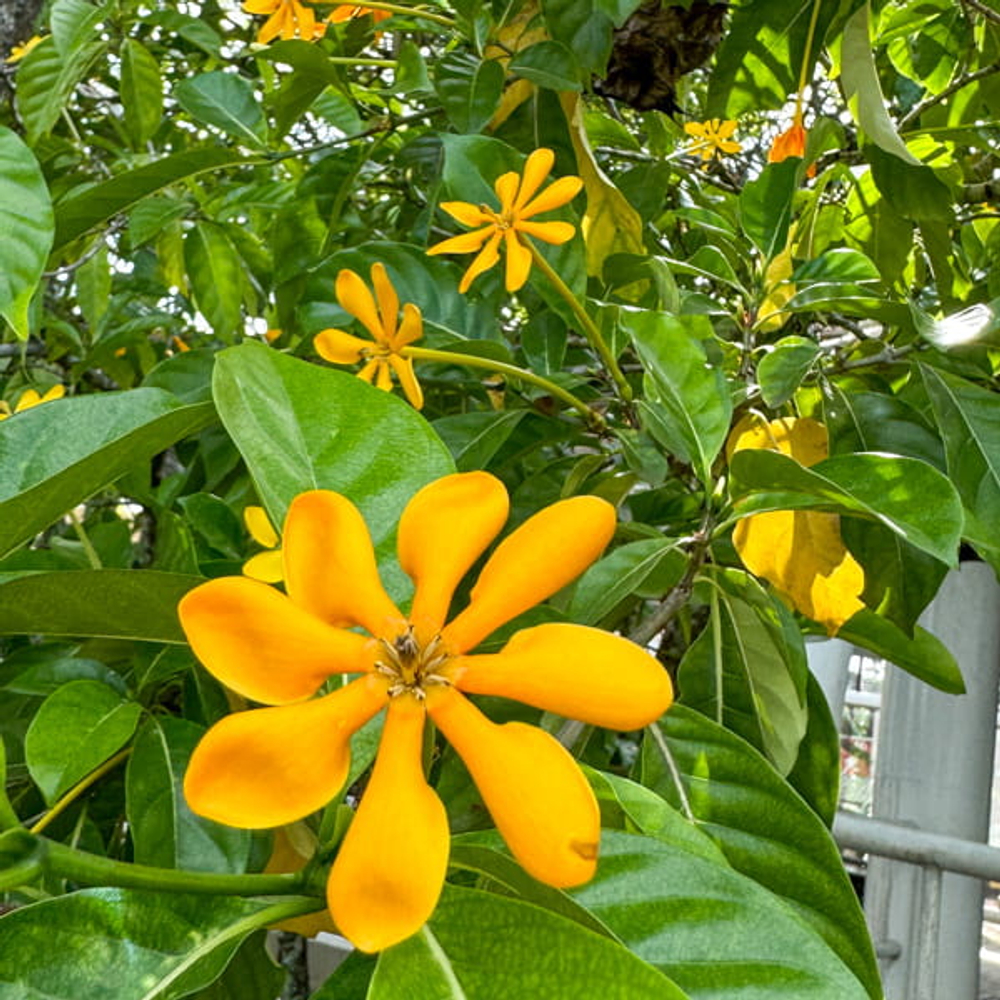 Гардения килеватая – Gardenia caritana