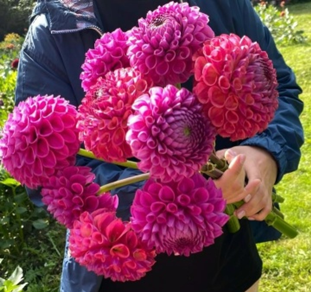 Георгин Isabel (корень) Закупка М55 апрель 2026